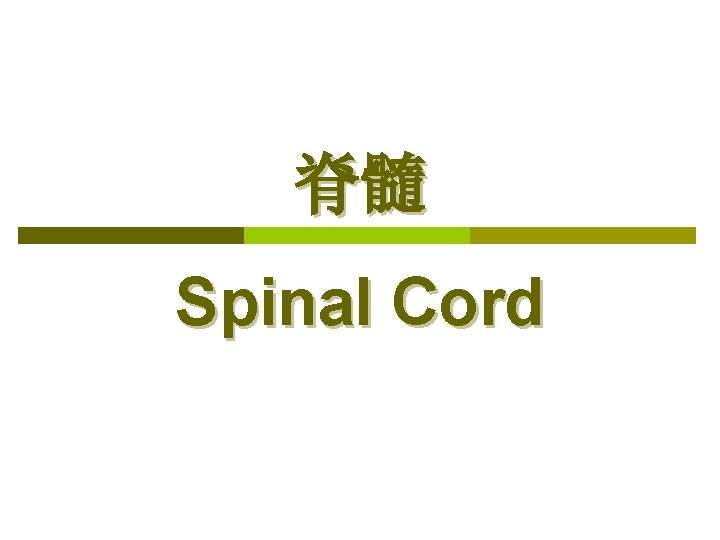 脊髓 Spinal Cord 