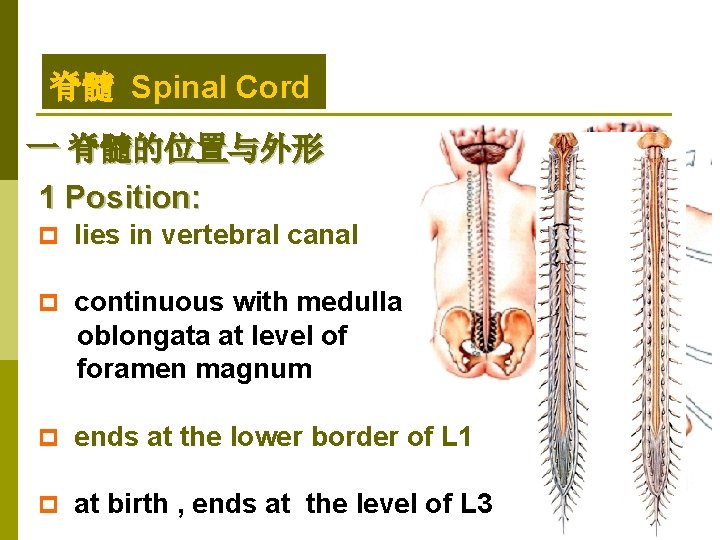 脊髓 Spinal Cord 一 脊髓的位置与外形 1 Position: p lies in vertebral canal p continuous