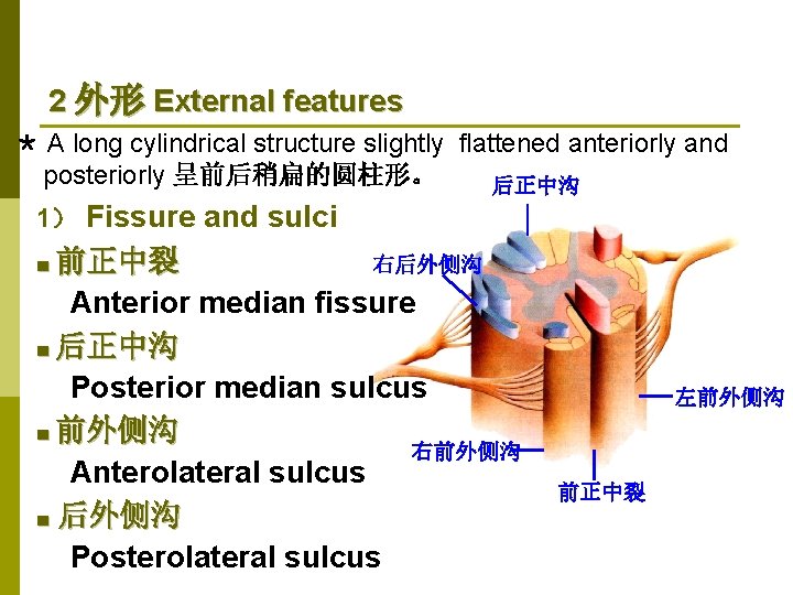 2 外形 External features ＊ A long cylindrical structure slightly flattened anteriorly and posteriorly