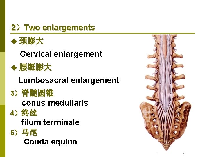 2）Two enlargements ◆ 颈膨大 Cervical enlargement ◆ 腰骶膨大 Lumbosacral enlargement 3）脊髓圆锥 conus medullaris 4）终丝