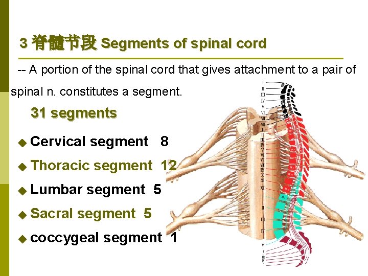 3 脊髓节段 Segments of spinal cord -- A portion of the spinal cord that