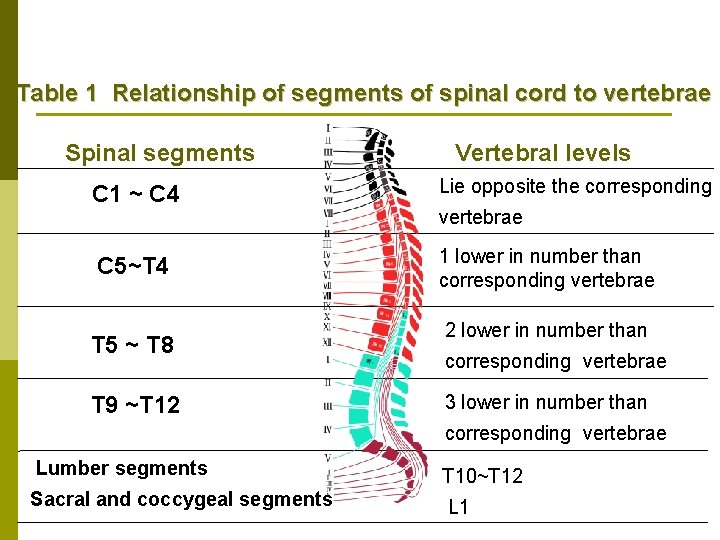 Table 1 Relationship of segments of spinal cord to vertebrae Spinal segments Vertebral levels