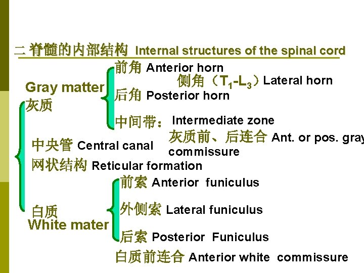 二 脊髓的内部结构 Internal structures of the spinal cord 前角 Anterior horn Lateral horn 侧角（T