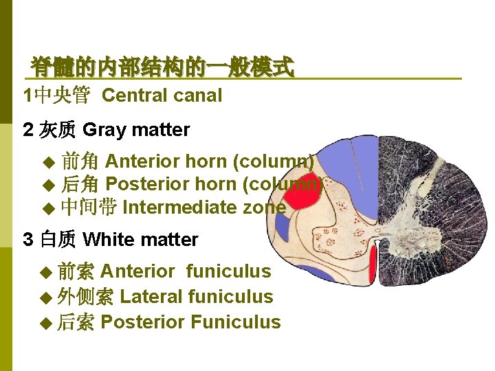 脊髓的内部结构的一般模式 1中央管 Central canal 2 灰质 Gray matter 前角 Anterior horn (column) ◆ 后角