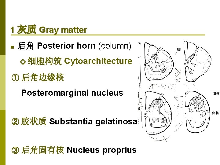 1 灰质 Gray matter ■ 后角 Posterior horn (column) ◇ 细胞构筑 Cytoarchitecture ① 后角边缘核