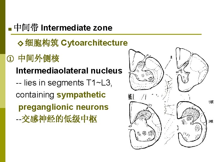 ■ 中间带 Intermediate zone ◇ 细胞构筑 Cytoarchitecture ① 中间外侧核 Intermediaolateral nucleus -- lies in