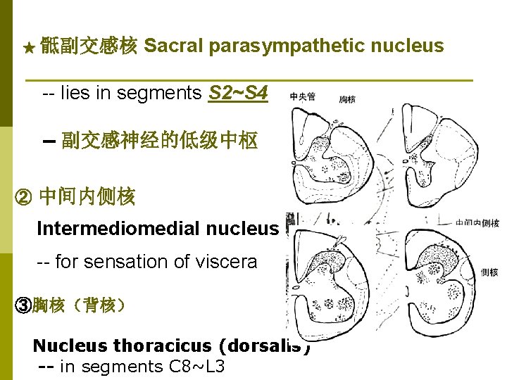 ★ 骶副交感核 Sacral parasympathetic nucleus -- lies in segments S 2~S 4 -- 副交感神经的低级中枢