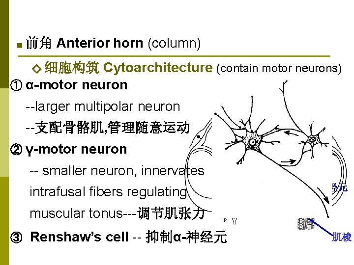 ■ 前角 Anterior horn (column) Cytoarchitecture (contain motor neurons) ① α-motor neuron ◇ 细胞构筑