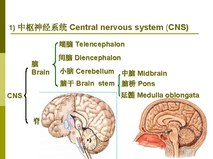 1) 中枢神经系统 Central nervous system (CNS) 端脑 Telencephalon 脑 Brain 间脑 Diencephalon 小脑 Cerebellum