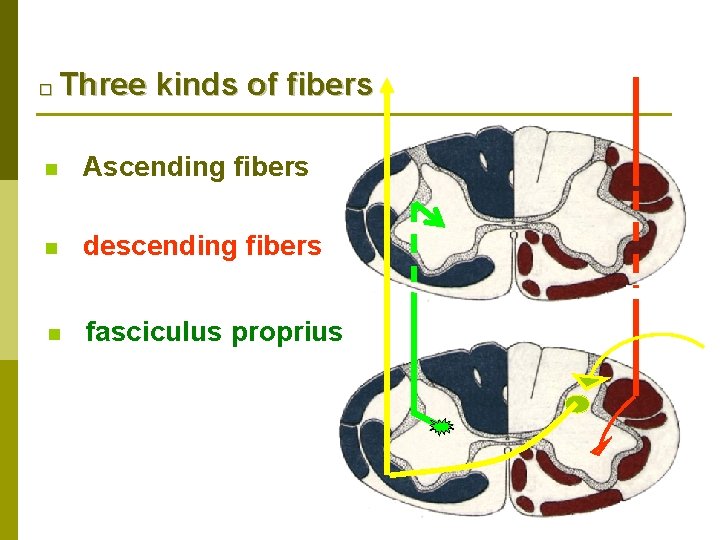 □ Three kinds of fibers n Ascending fibers n descending fibers n fasciculus proprius