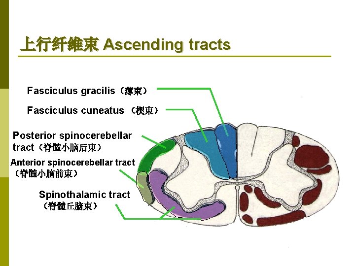 上行纤维束 Ascending tracts Fasciculus gracilis（薄束） Fasciculus cuneatus （楔束） Posterior spinocerebellar tract（脊髓小脑后束） Anterior spinocerebellar tract