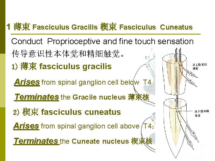 1 薄束 Fasciculus Gracilis 楔束 Fasciculus Cuneatus Conduct Proprioceptive and fine touch sensation 传导意识性本体觉和精细触觉。