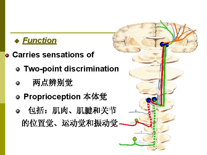 ◆ Function Carries sensations of Two-point discrimination 两点辨别觉 Proprioception 本体觉 包括：肌肉、肌腱和关节 的位置觉、运动觉和振动觉 