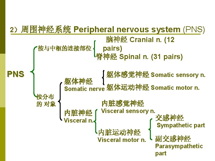 2）周围神经系统 Peripheral nervous system (PNS) 脑神经 Cranial n. (12 按与中枢的连接部位 pairs) 脊神经 Spinal n.