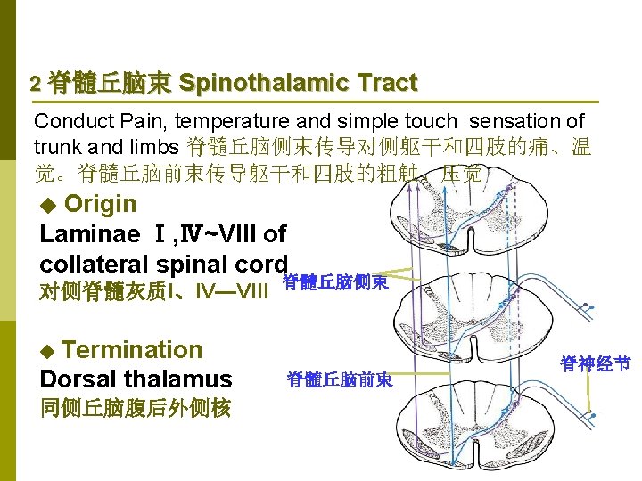 2 脊髓丘脑束 Spinothalamic Tract Conduct Pain, temperature and simple touch sensation of trunk and