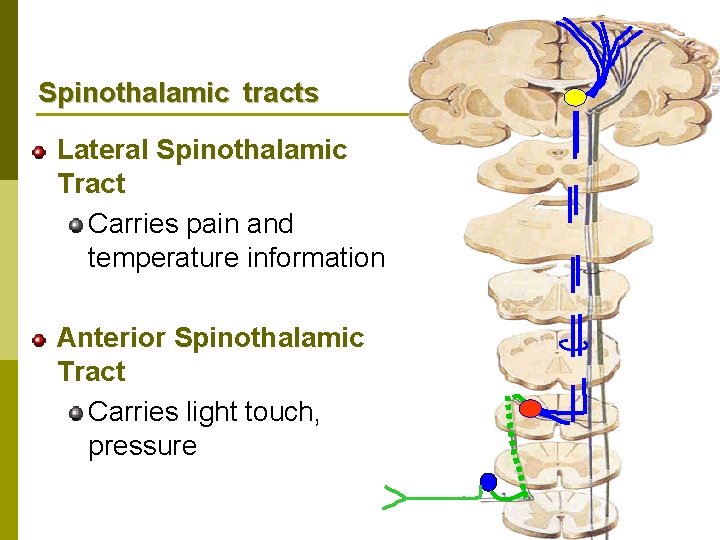Spinothalamic tracts Lateral Spinothalamic Tract Carries pain and temperature information Anterior Spinothalamic Tract Carries