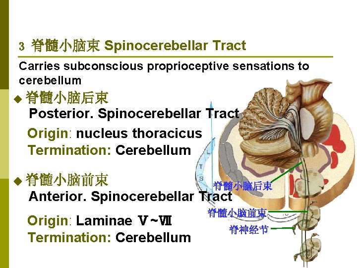 3 脊髓小脑束 Spinocerebellar Tract Carries subconscious proprioceptive sensations to cerebellum ◆ 脊髓小脑后束 Posterior. Spinocerebellar