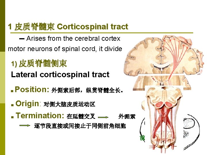 1 皮质脊髓束 Corticospinal tract -- Arises from the cerebral cortex Terminates in the motor