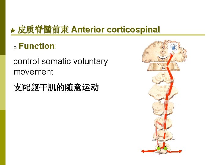 ★ 皮质脊髓前束 Anterior corticospinal □ Function: control somatic voluntary movement 支配躯干肌的随意运动 
