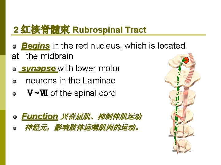 2 红核脊髓束 Rubrospinal Tract Begins in the red nucleus, which is located at the