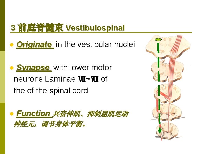 3 前庭脊髓束 Vestibulospinal l Originate in the vestibular nuclei Synapse with lower motor neurons