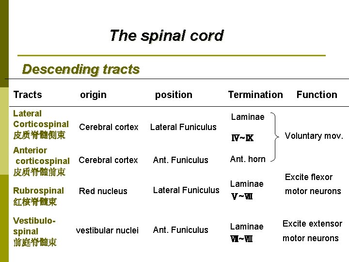 The spinal cord Descending tracts Tracts Lateral Corticospinal 皮质脊髓侧束 origin Vestibulospinal 前庭脊髓束 Termination Function