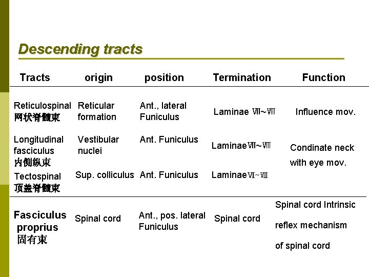 Descending tracts Tracts origin Reticulospinal Reticular formation 网状脊髓束 position Ant. , lateral Funiculus Longitudinal