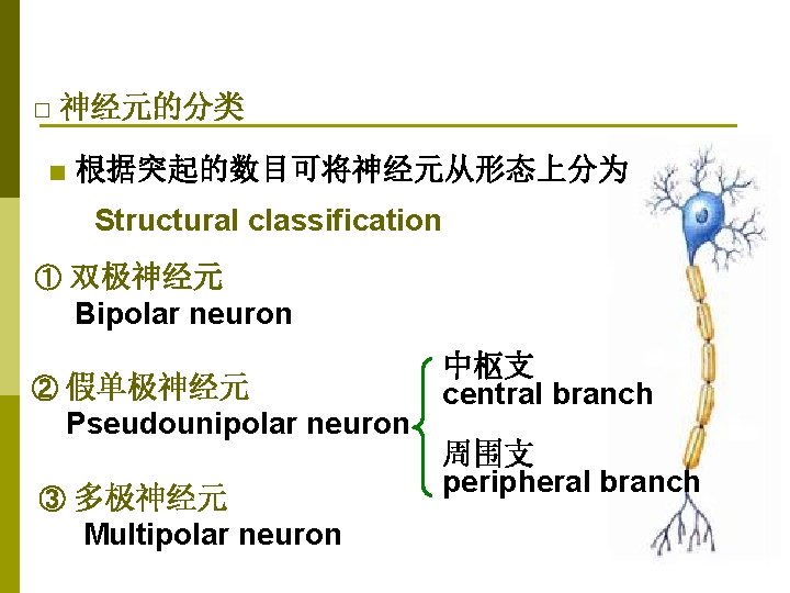 □ 神经元的分类 ■ 根据突起的数目可将神经元从形态上分为 Structural classification ① 双极神经元 Bipolar neuron ② 假单极神经元 Pseudounipolar neuron