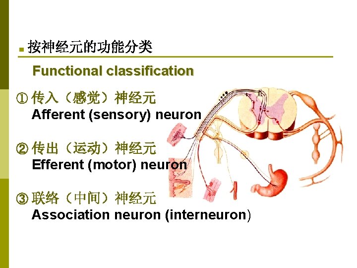 ■ 按神经元的功能分类 Functional classification ① 传入（感觉）神经元 Afferent (sensory) neuron ② 传出（运动）神经元 Efferent (motor) neuron