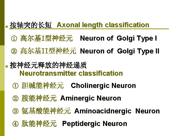 ■ 按轴突的长短 Axonal length classification ① 高尔基I型神经元 Neuron of Golgi Type I ② 高尔基II型神经元