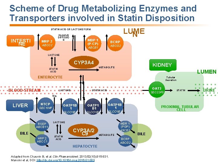 Scheme of Drug Metabolizing Enzymes and Transporters involved in Statin Disposition LUME N STATIN