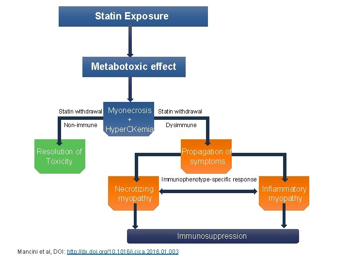 Statin Exposure Metabotoxic effect Statin withdrawal Non-immune Myonecrosis + Hyper. CKemia Statin withdrawal Dysimmune