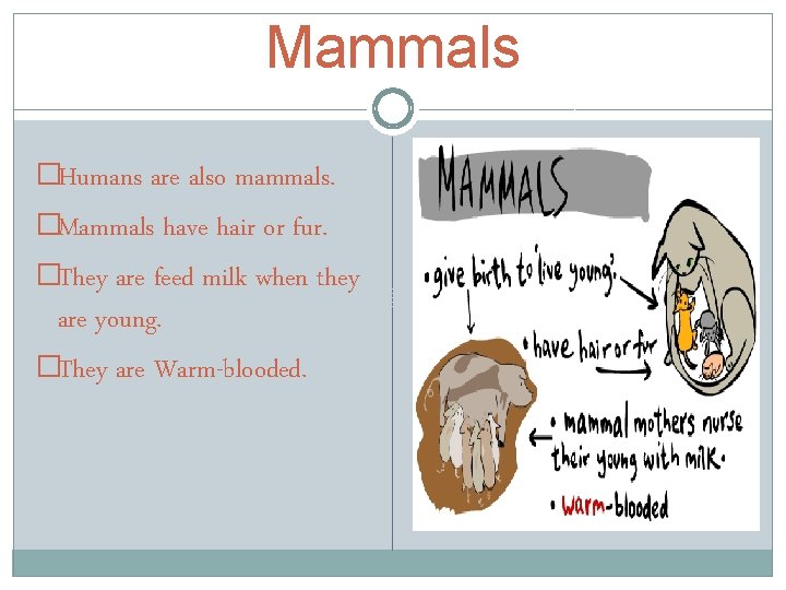 Mammals �Humans are also mammals. �Mammals have hair or fur. �They are feed milk