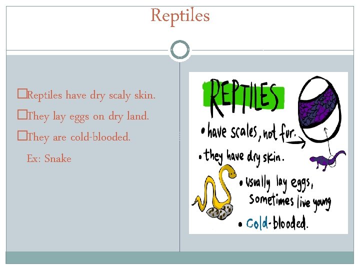 Reptiles �Reptiles have dry scaly skin. �They lay eggs on dry land. �They are