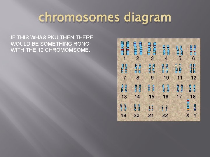 chromosomes diagram IF THIS WHAS PKU THEN THERE WOULD BE SOMETHING RONG WITH THE