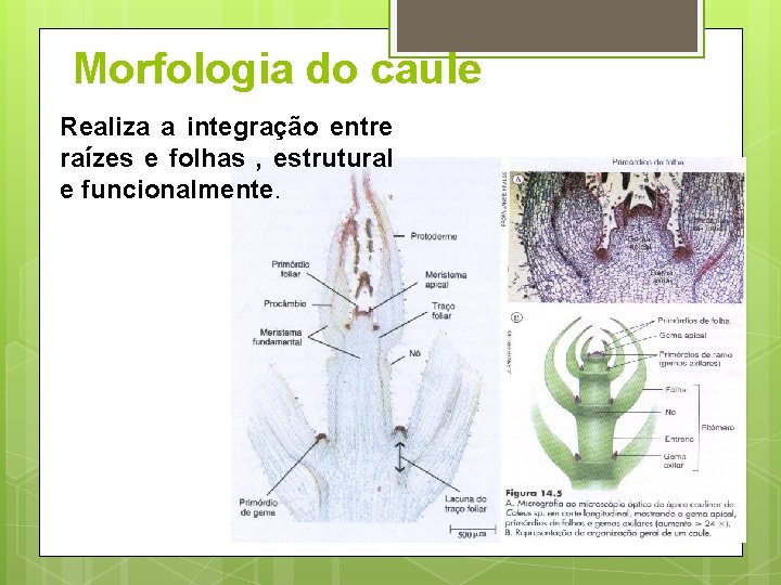 Morfologia do caule Realiza a integração entre raízes e folhas , estrutural e funcionalmente.