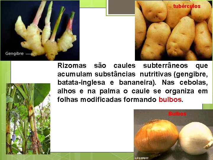 tubérculos Rizomas são caules subterrâneos que acumulam substâncias nutritivas (gengibre, batata-inglesa e bananeira). Nas