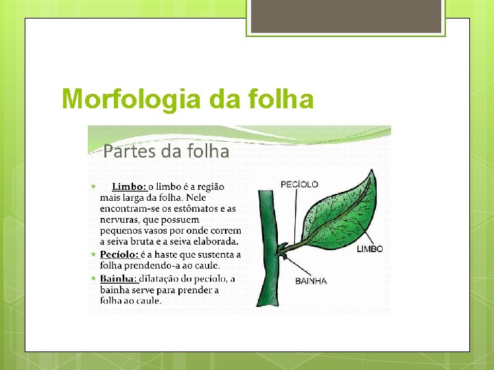 Morfologia da folha 