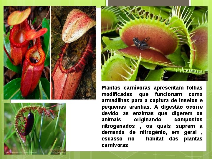 Plantas carnívoras apresentam folhas modificadas que funcionam como armadilhas para a captura de insetos