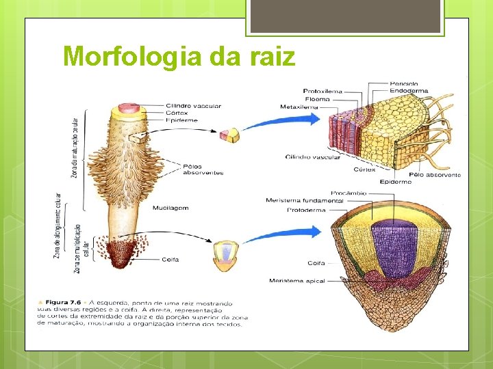 Morfologia da raiz 