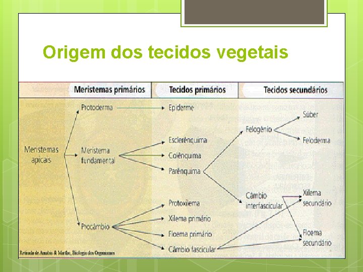 Origem dos tecidos vegetais 