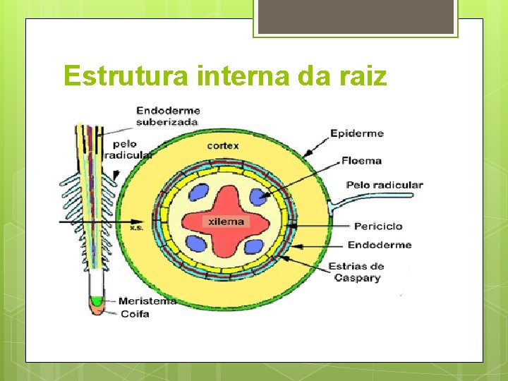 Estrutura interna da raiz 