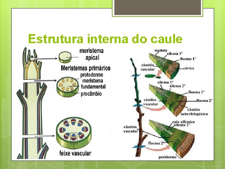 Estrutura interna do caule 