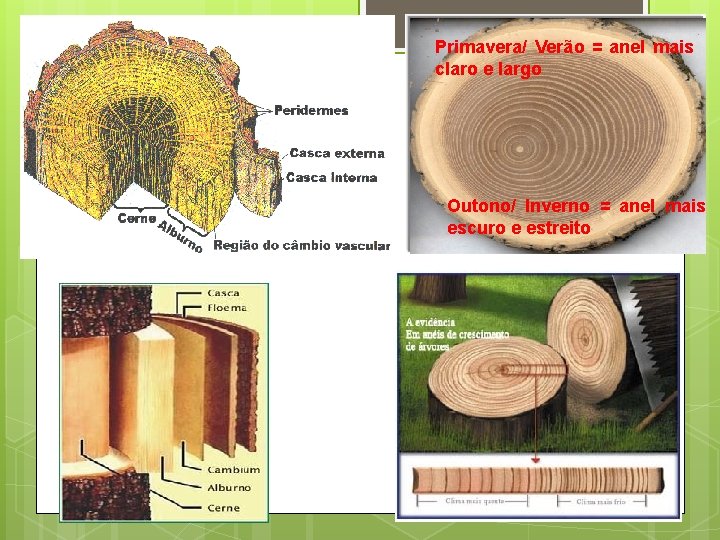 Primavera/ Verão = anel mais claro e largo Outono/ Inverno = anel mais escuro