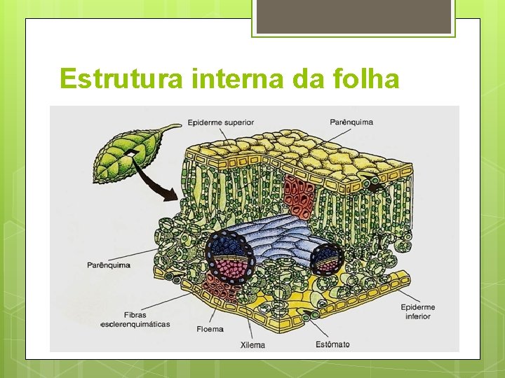 Estrutura interna da folha 