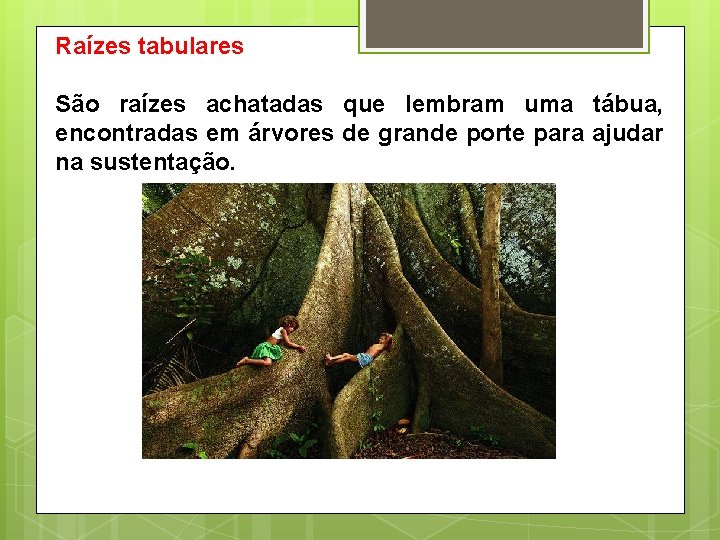 Raízes tabulares São raízes achatadas que lembram uma tábua, encontradas em árvores de grande