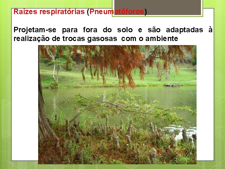 Raízes respiratórias (Pneumatóforos) Projetam-se para fora do solo e são adaptadas à realização de