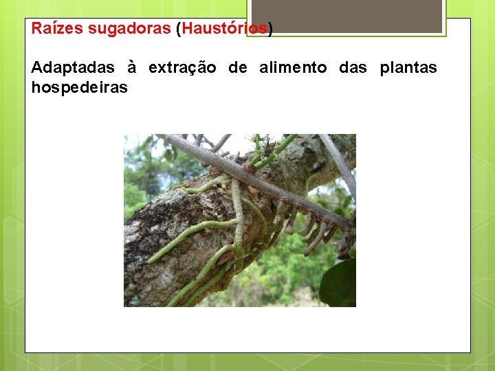 Raízes sugadoras (Haustórios) Adaptadas à extração de alimento das plantas hospedeiras 