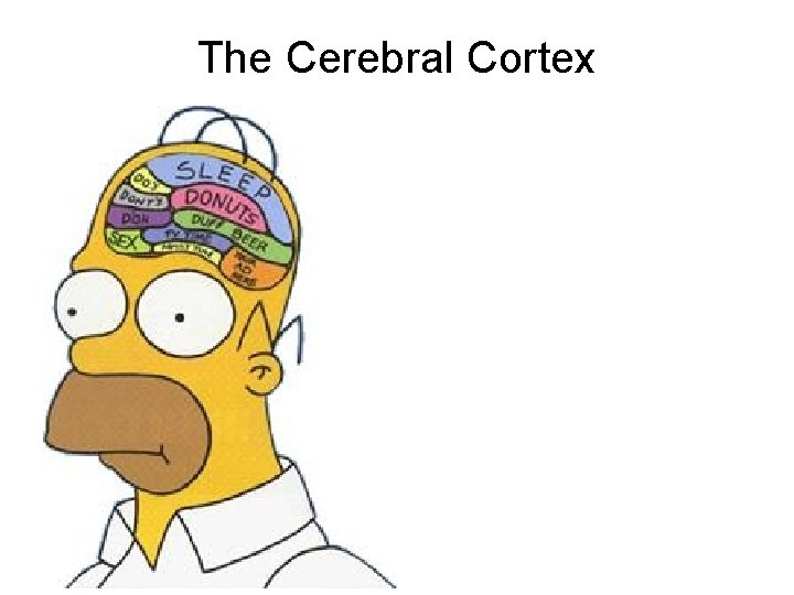 The Cerebral Cortex 