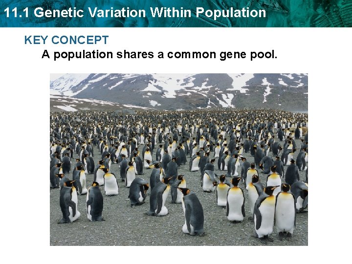 11. 1 Genetic Variation Within Population KEY CONCEPT A population shares a common gene